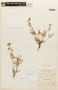 Hoffmannseggia trifoliata image