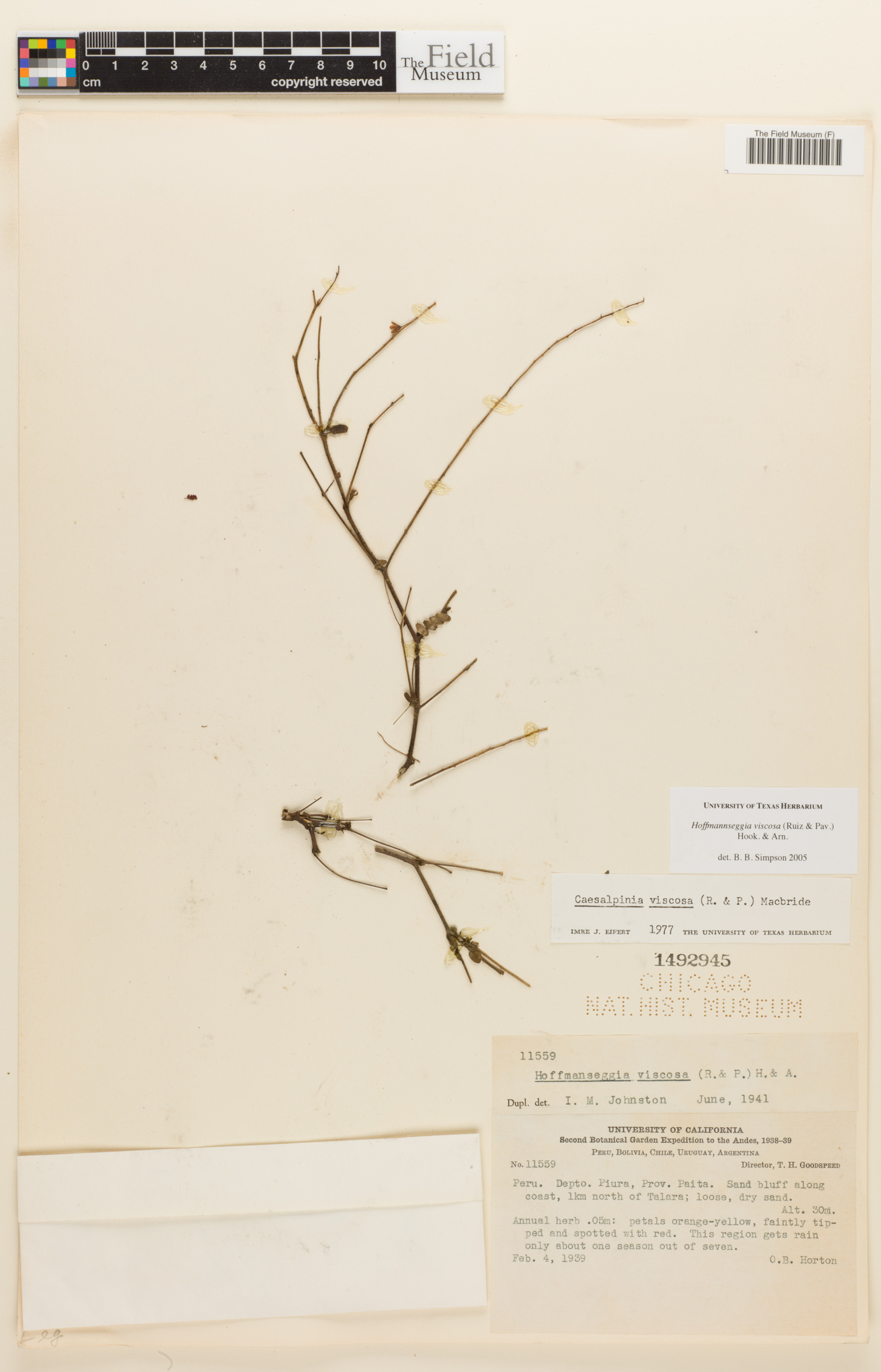 Hoffmannseggia image