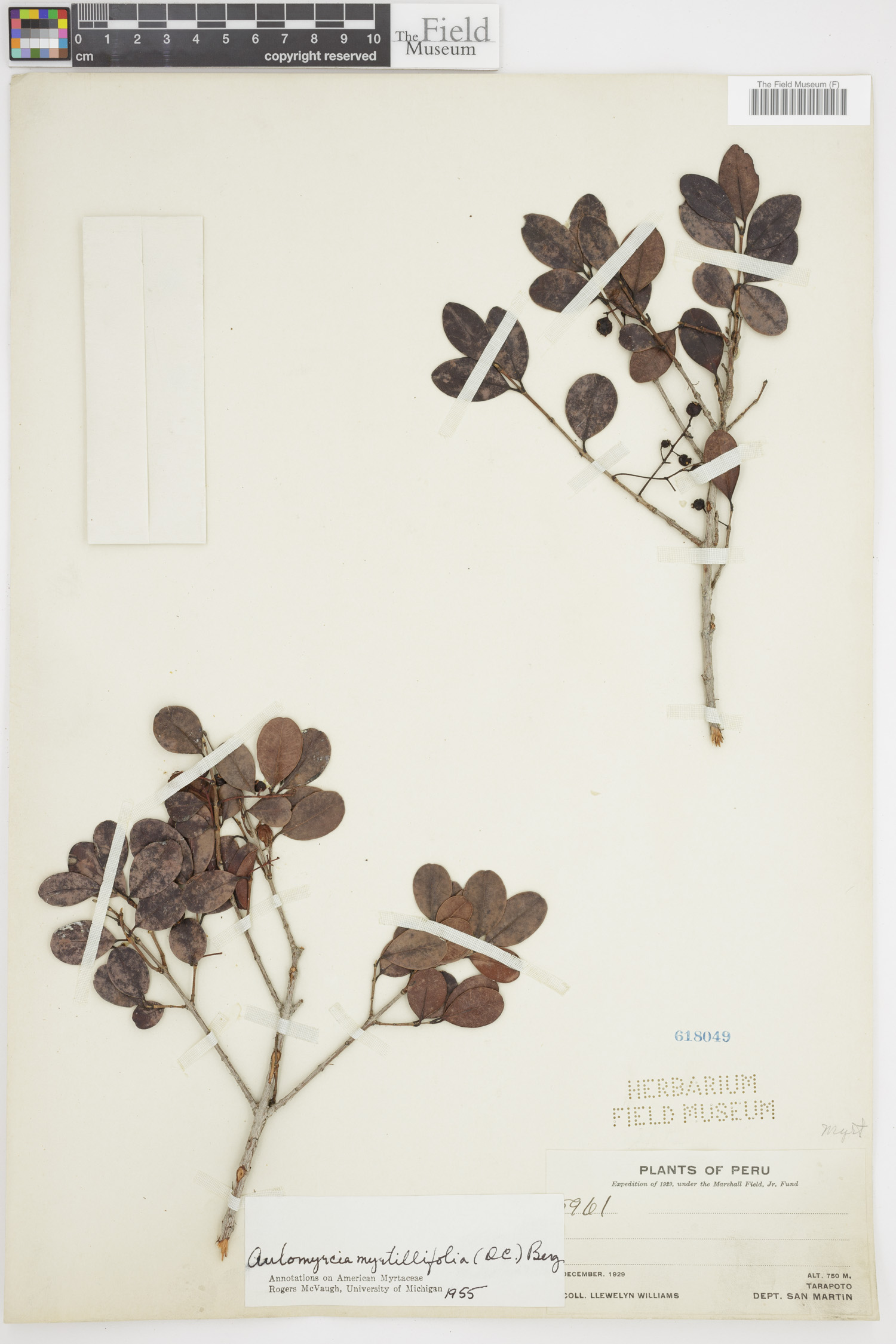 Myrcia myrtillifolia image