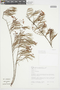 Myrcia pinifolia image