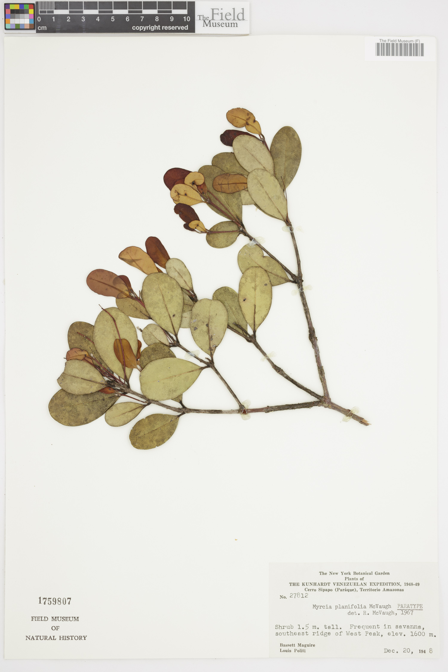 Myrcia planifolia image
