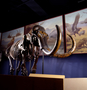 Skeleton of Columbian Mammoth in Teeth Tusks and Tar Pits exhibit.  Charles Knight La Brea Tar Pools painting in background.  Geology specimen P12339