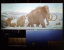 Wooly Mammoth, Charles Knight murals on exhibit display in Hall 26, DNA to Dinosaurs Teeth Tusks and Tar pits Geology specimen P12339