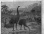 Giant Moas. Dinornis, Great extinct bird. Cenozoic Era. Close up of study sketch or painting on canvas signed by Charles R. Knight [Chas. R. Knight '27 [1927]].