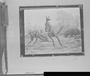 Giant Kangaroos and Wombats. Palorchestes and Diprotodon. Photographic print of a painting by Charles R. Knight, FM Negative No. 55562, the print is pinned to a board and is oriented sideways, there is a box of Hammer's Lantern Slide Plates underneath and a page from a calendar, April, to the right. Good illustration for how copy negatives were made.