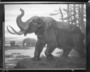 American Mastodons Cenozoic era. Mural painting preinstallation. Signed by Charles R. Knight [Chas. R. Knight '28 [1928]].