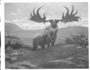 Irish Deer [Elk], Megaloceros. Cenozoic era. Charles R. Knight mural painting, signed Chas. R. Knight 1928.