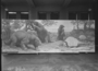 Giant Ground Sloth, Nearly elephant size Megatherium and two types of armadillo like glyptodons, spiked tailed Doedicurus and Glyptodon. Charles R. Knight painting or mural. preinstallation, the mural is on a panel cart, Hall 38 windows visible in background