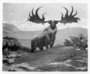 Irish Deer (Elk?), Megaloceros. Cenozoic era. Charles R. Knight painting or mural.