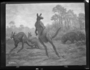 Giant Kangaroos and Wombats. Palorchestes and Diprotodons. Australia. Painting by Charles R. Knight, shown on a cart before installation.