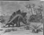 Stegosaurus stenops, Mesozoic. Mural painting by Charles R. Knight. Restoration of the armored dinosaur, Stegosaurus in Ernest R. Graham Hall (38). Among the great land reptiles of the past was Stegosaurus, an armored lizard. Two rows of alternating bony plates extended along the back and gave place to rows of horny spikes on the tail. Stegosaurus fed upon plants. Full-grown individuals exceeded the modern elephant in bulk.