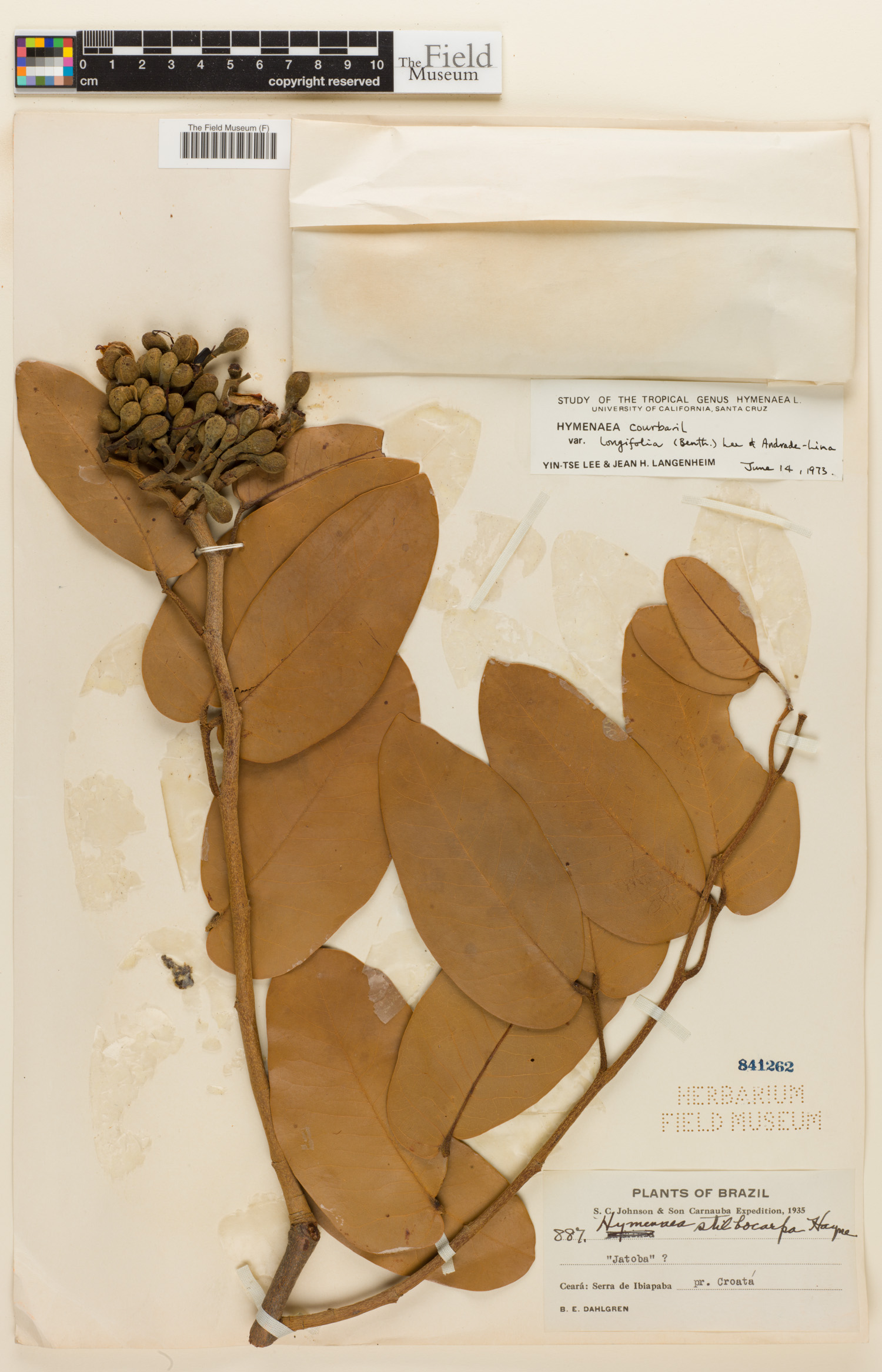Hymenaea courbaril var. longifolia image