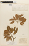 Hymenaea courbaril var. subsessilis image