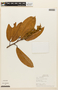 Hymenaea oblongifolia image