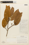 Hymenaea palustris image