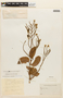 Hymenaea parvifolia image