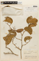 Hymenaea parvifolia image