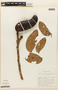 Hymenaea stigonocarpa image