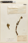 Hymenaea stigonocarpa image