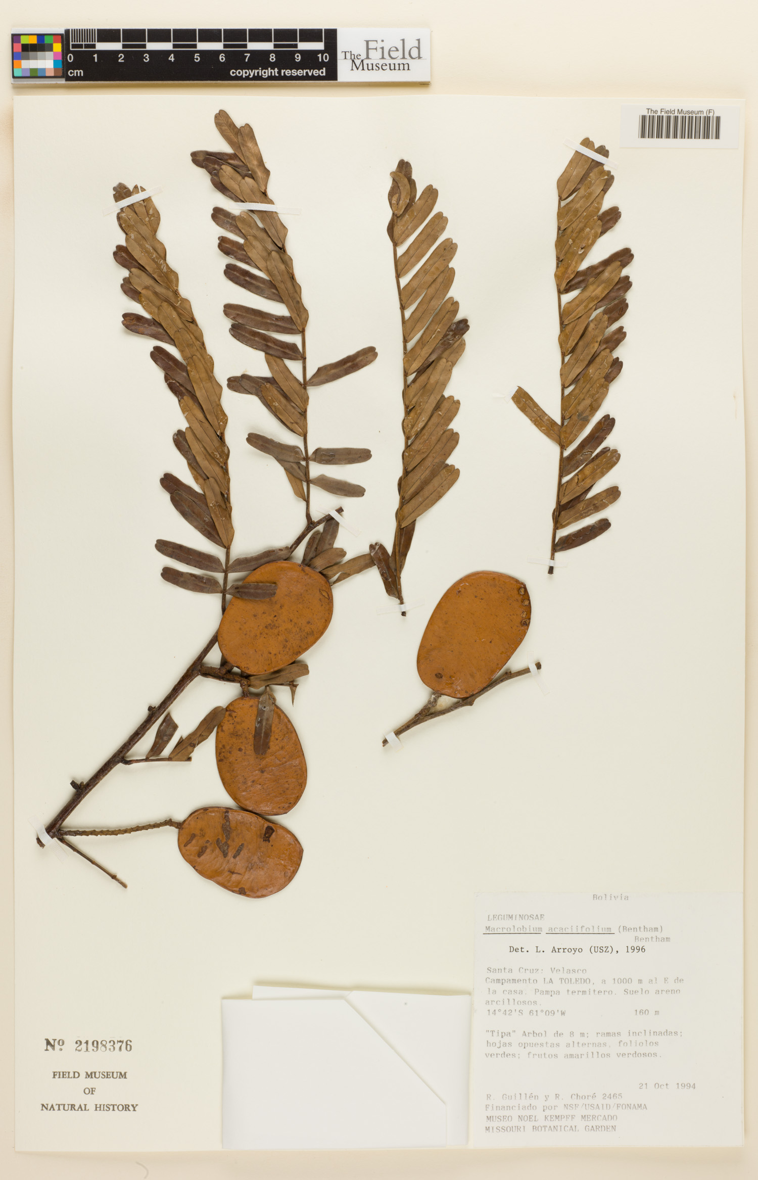 Macrolobium acaciifolium image