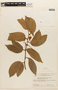 Macrolobium bifolium image