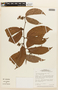 Macrolobium bifolium image