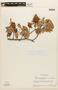 Macrolobium campestre var. arboreum image