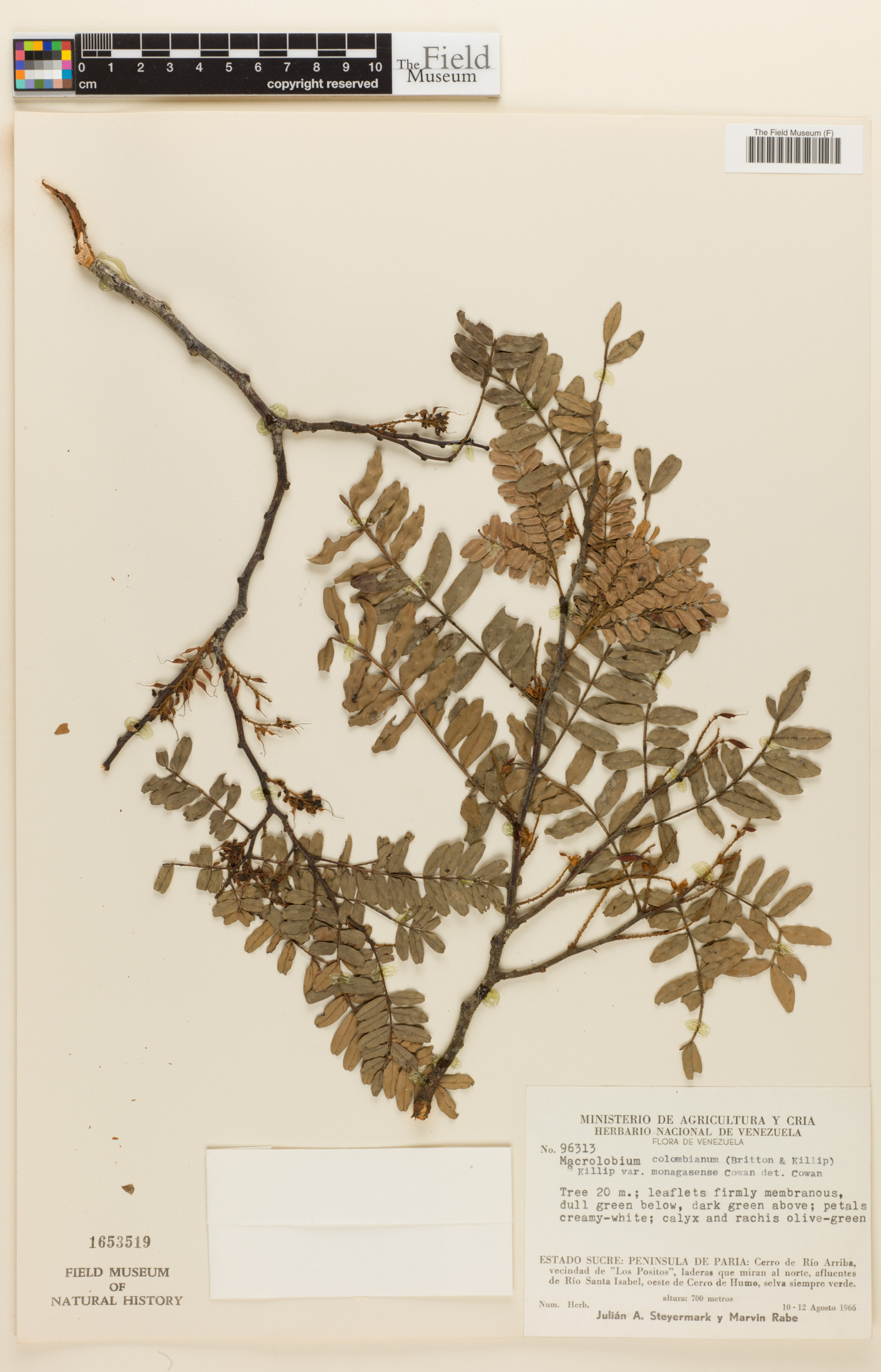 Macrolobium colombianum var. monagasense image
