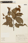 Macrolobium latifolium image