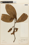 Macrolobium latifolium image