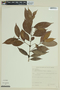 Myrcia pyrifolia image