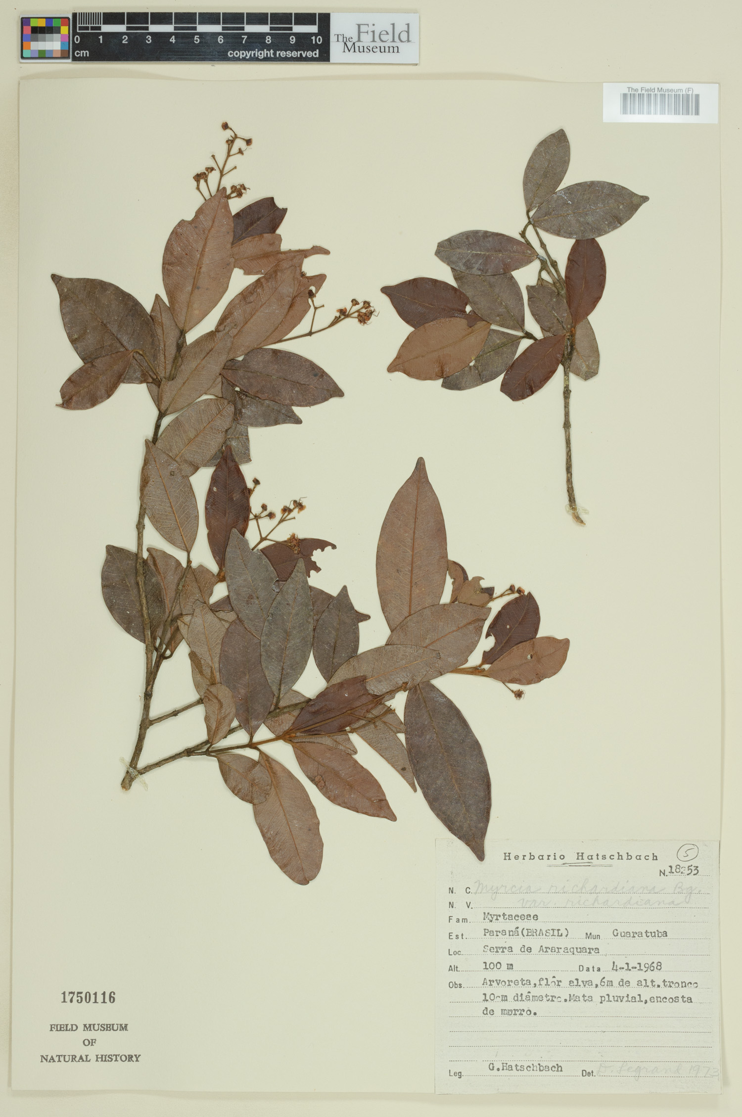 Myrcia richardiana image