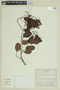 Myrcia rotundifolia image