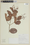 Myrcia subcordifolia image