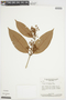 Myrcia tenuifolia image