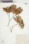 Myrcia tenuifolia image
