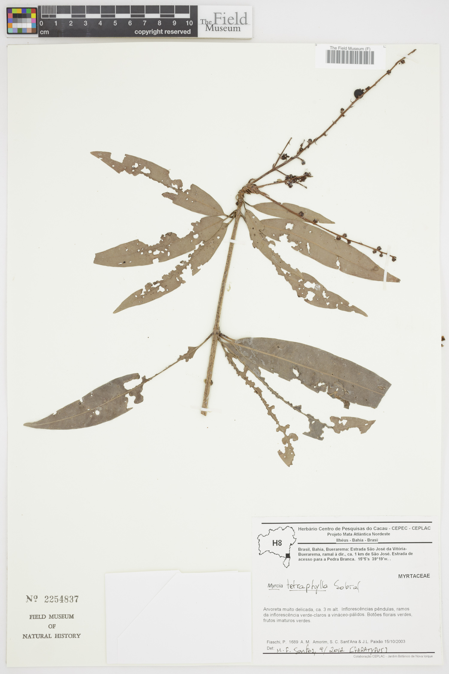 Myrcia tetraphylla image