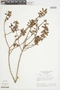 Myrcia vacciniifolia image