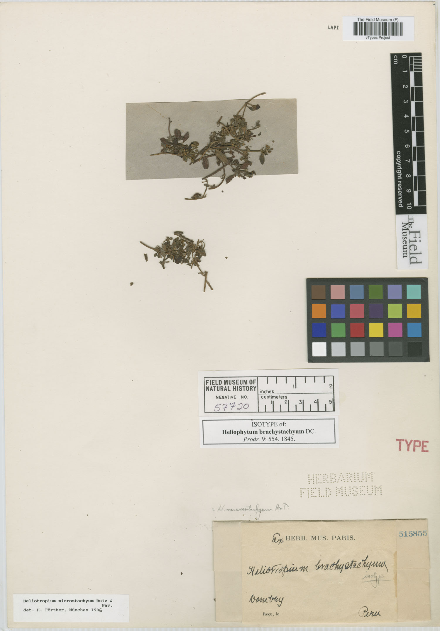 Heliophytum brachystachyum image