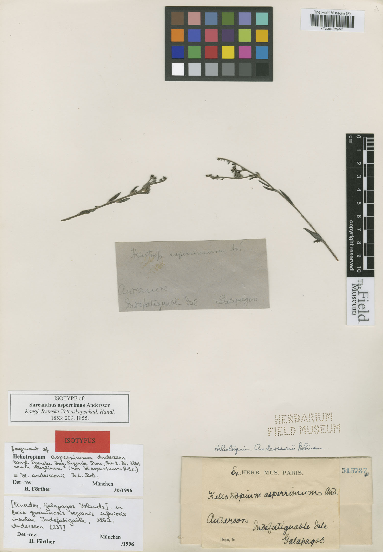 Sarcanthus asperrimus image