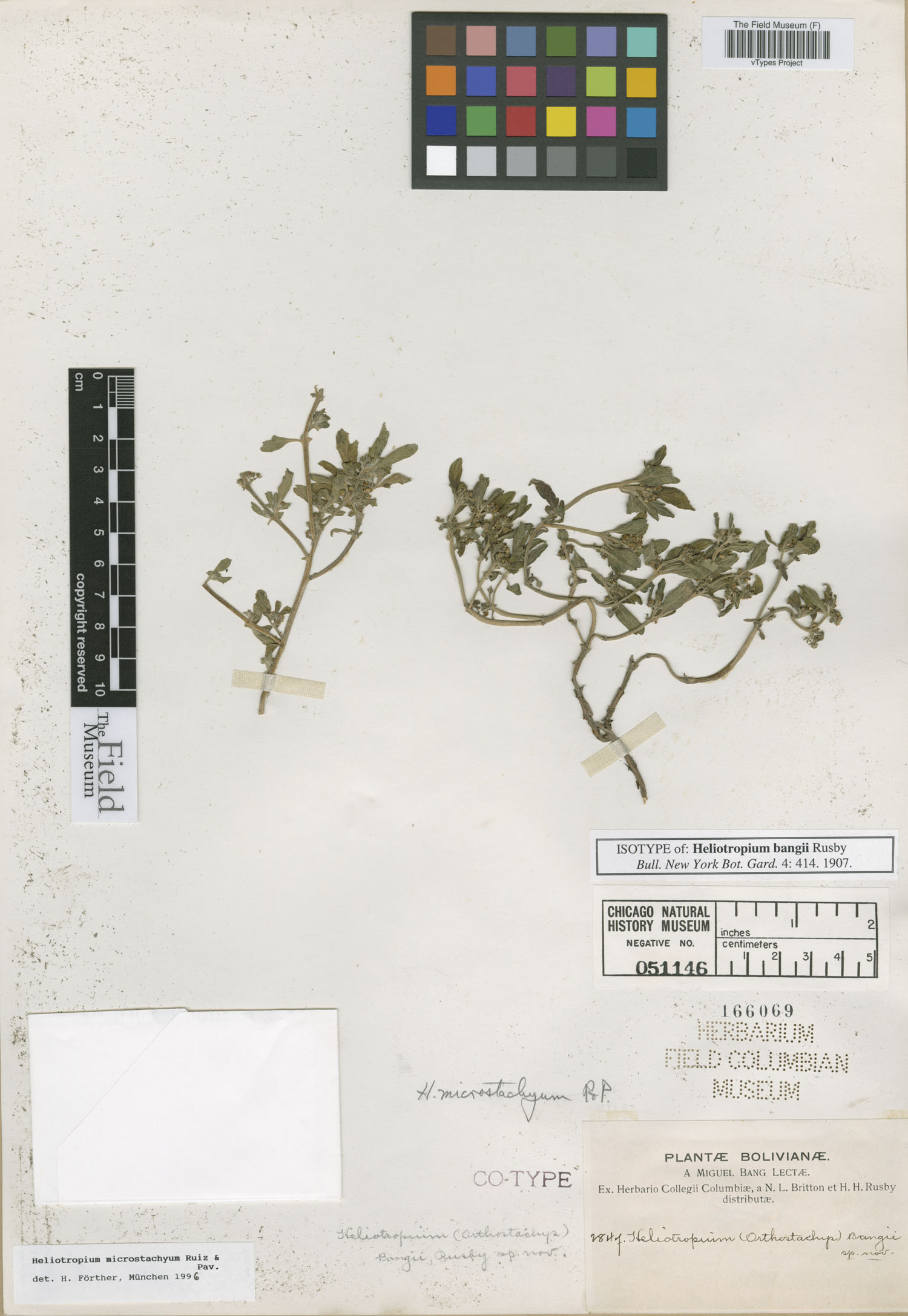 Heliotropium bangii image