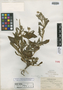 Heliotropium bolivianum image