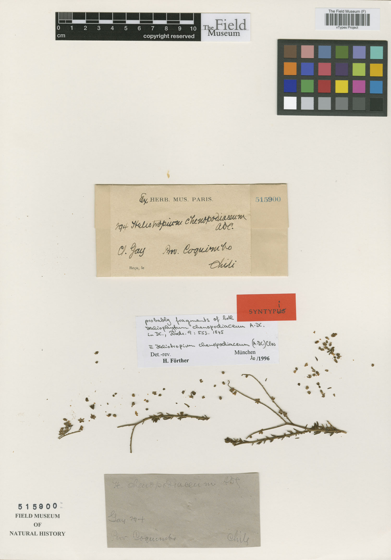 Heliophytum chenopodiaceum image