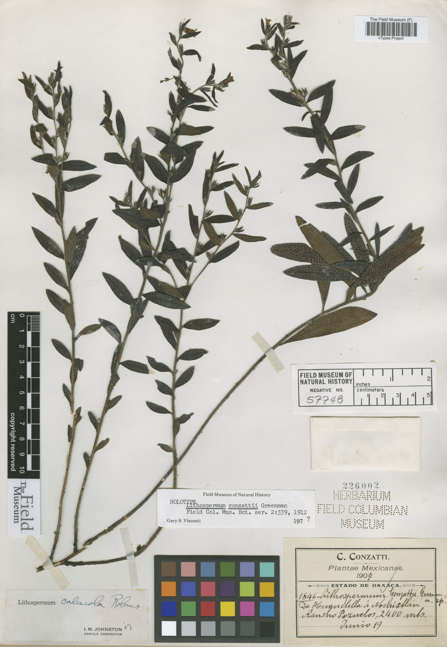 Lithospermum calcicola image