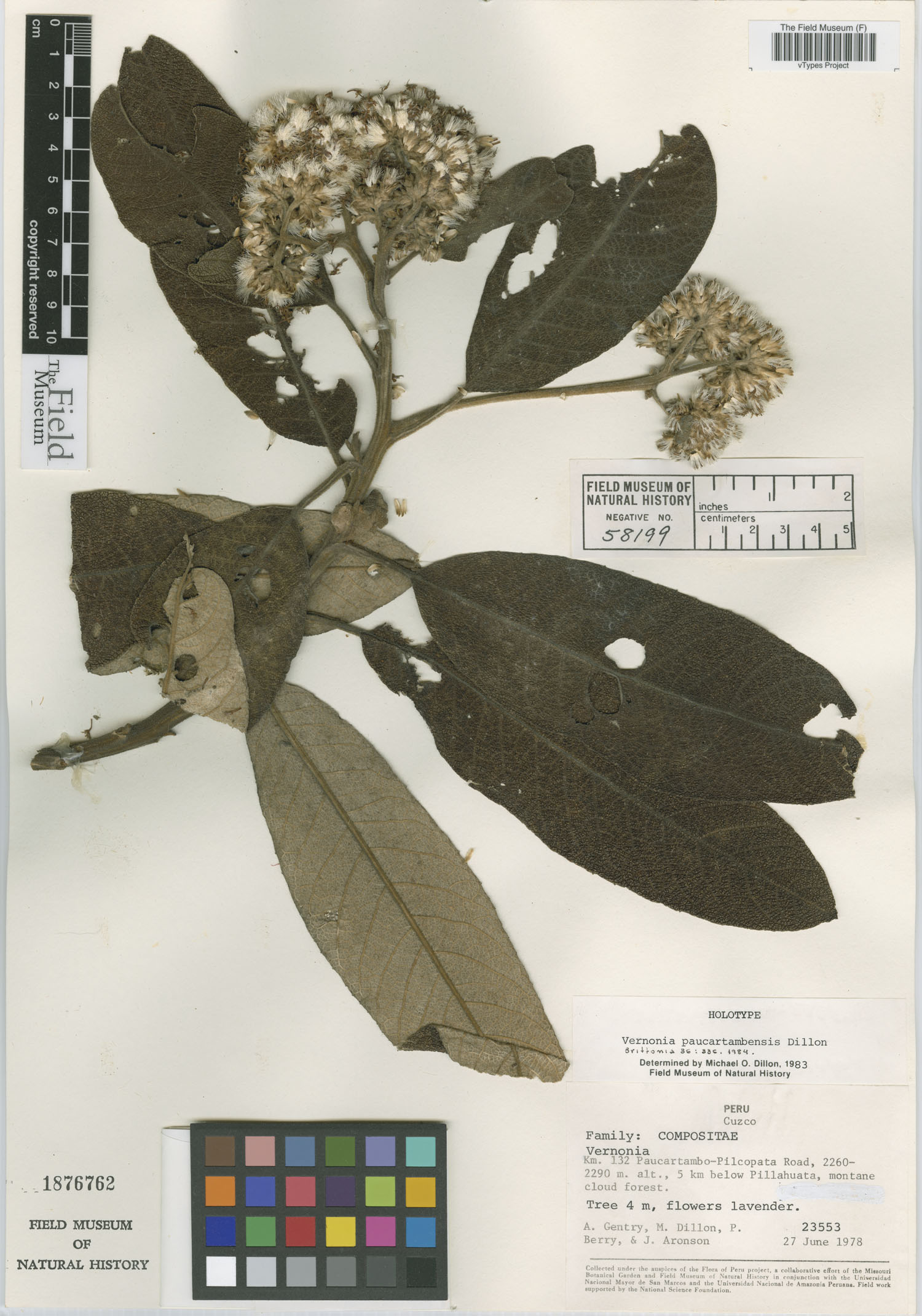 Vernonia paucartambensis image