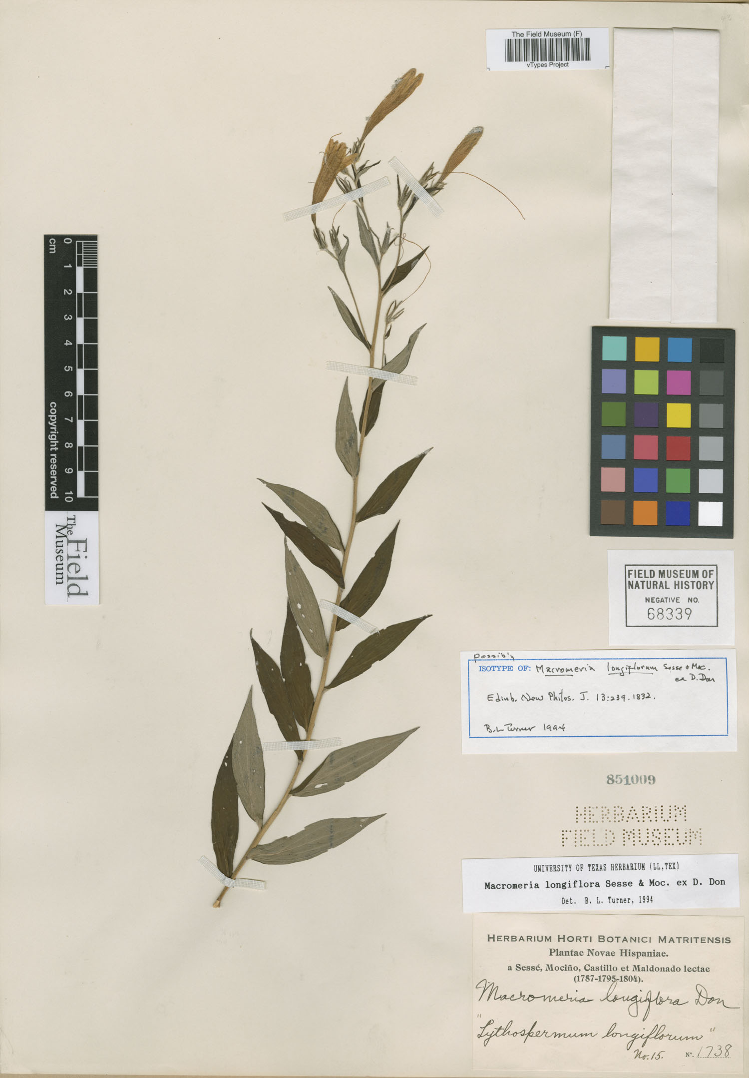 Macromeria longiflora image