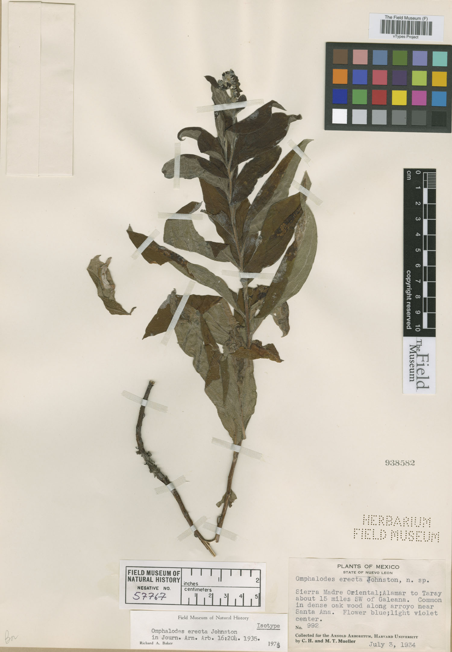 Mimophytum image