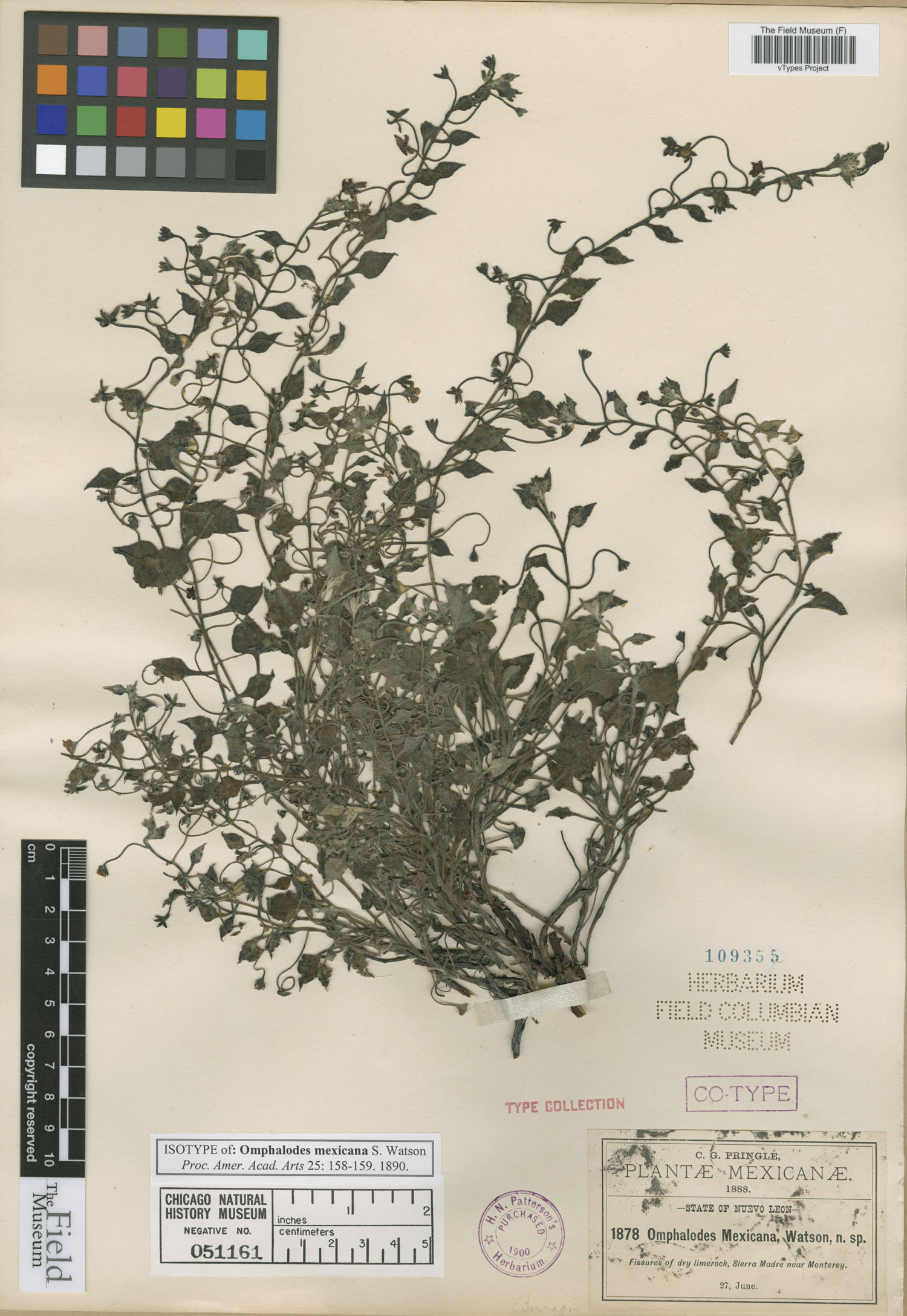 Mimophytum mexicanum image