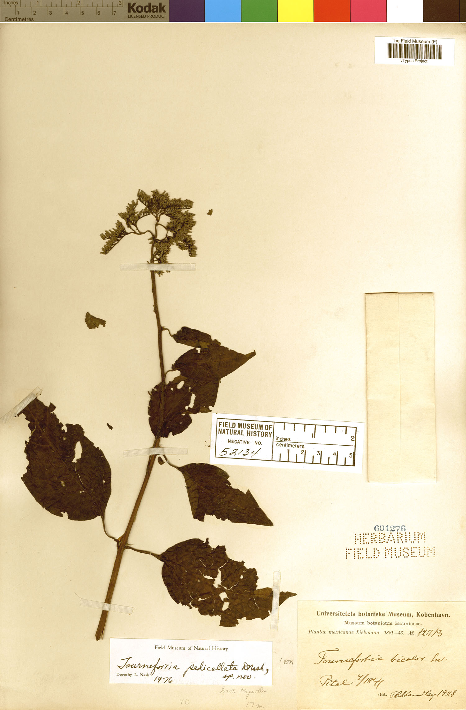 Tournefortia pedicellata image