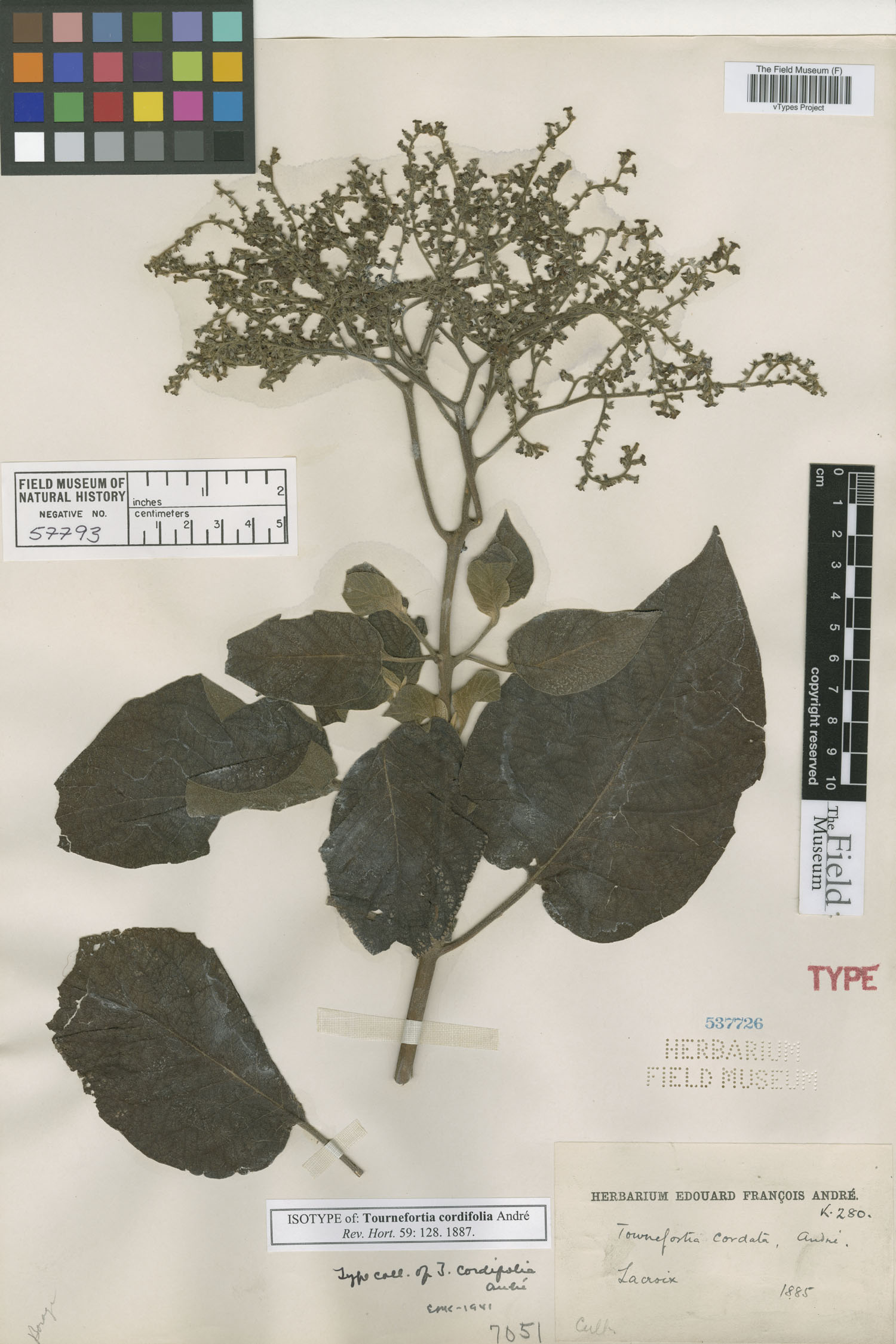 Tournefortia cordifolia image